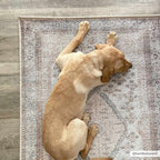 Analu Peach Area Rug