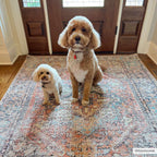 Beck Peach Area Rug